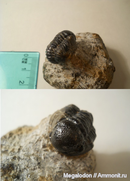 девон, Марокко, Devonian, Gerastos, Gerastos granulosus, Proetida