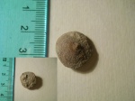 Pseudocrania petropolitana