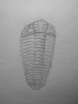 Pliomera fischeri