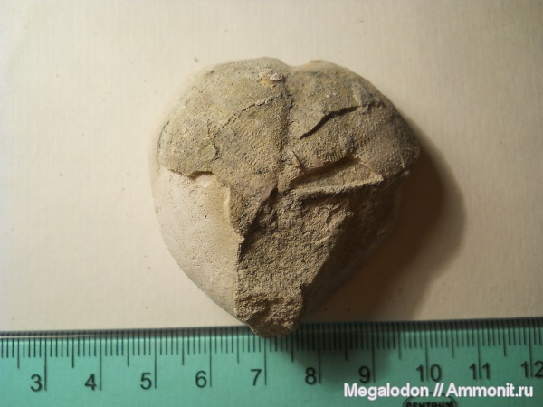 морские ежи, иглокожие, мел, Micraster, Вольск, Cretaceous