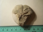 Micraster sp.