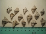 Trilemma sp.