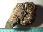 Deshayesites sp.