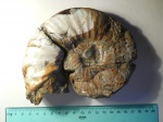 Deshayesites sp.