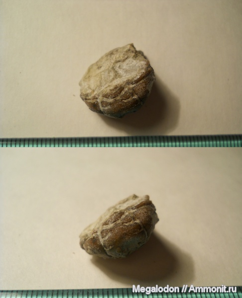 трилобиты, ордовик, Pliomera, Phacopida, cheirurina, Cheiruroidea, Ordovician