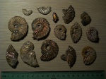 Давленные Deshayesites sp.