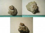 Atractopyge woerthii