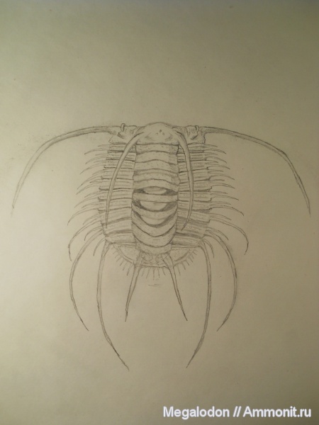 трилобиты, ордовик, реконструкция, рисунки, Boedaspis, Odontopleurida, Odontopleuridae, Dameselloidea, Boedaspis ensifer, Ordovician