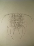 Boedaspis ensifer
