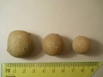 Echinosphaerites aurantium