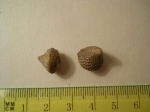 Bolboporites sp.