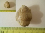 Illaenus