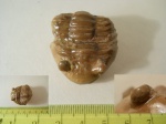 Asaphus lepidurus