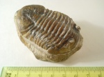 Asaphus expansus