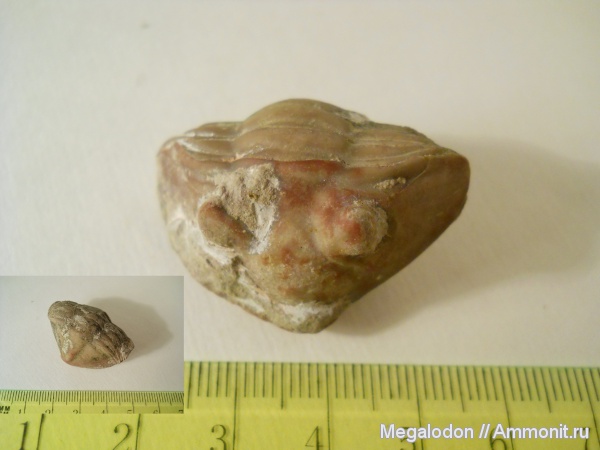 трилобиты, ордовик, Asaphus, Asaphidae, Asaphida, asaphoidea, Asaphinae, Ordovician