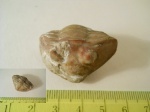 Asaphus sp.