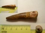 Spinosaurus aegyptiacus