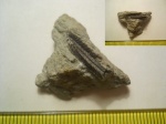 cf. Tetragraptus sp.