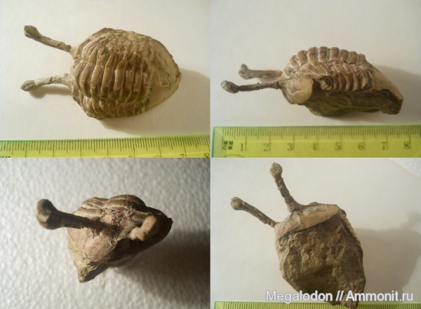 трилобиты, ордовик, Asaphus, Asaphus kowalewskii, Asaphidae, Asaphida, asaphoidea, Asaphinae, Ordovician
