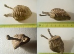 Asaphus kowalewskii