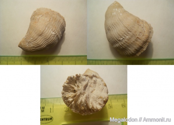 мел, кораллы, маастрихт, Scleractinia, Вольск, Caryophyllia, Maastrichtian, Cretaceous