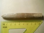 Belemnitella lanceolata