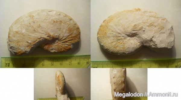 аммониты, моллюски, мел, маастрихт, Ammonites, Hoploscaphites, Scaphitidae, Вольск, Maastrichtian, Cretaceous