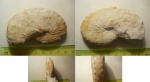 Hoploscaphites constrictus