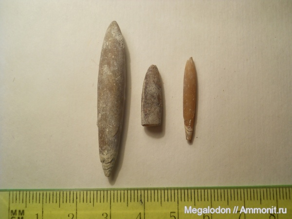 белемниты, моллюски, мел, маастрихт, Actinocamax, Вольск, Maastrichtian, Cretaceous, belemnites