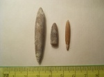 Actinocamax verus