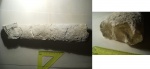 Baculites sp.