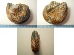 Cardioceras cordatum