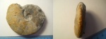 Sigaloceras (kosmoceras) enodatum