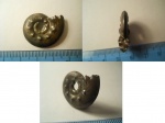 Brightia brightii (?)