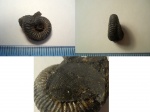 Epivirgatites sp. с отпечатком двустворки