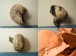 Cenoceras wolgensis