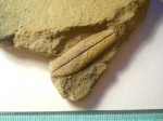 Dewalquea sp.