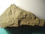 Листья Dewalquea sp.
