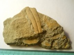 Лист Dewalquea sp.