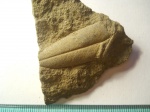 Dewalquea sp.