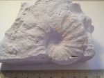 Acanthoscaphites sp.
