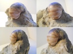 Eutrephoceras sp.