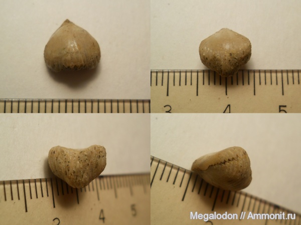брахиоподы, мел, сеноман, Саратовская область, Rhynchonellida, Cenomanian, Cretaceous