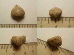 Rhynchonellida Rhynchonellida