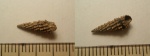 Cryptaulax protortilis