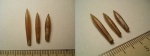 Hibolites sp.