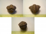 Flexicalymene retrorsa.