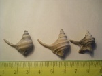 Trilemma sp.
