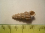 Confusiscala sp.