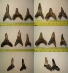 Зубы Striatolamia, Jaekelotodus.